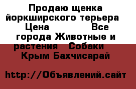 Продаю щенка йоркширского терьера  › Цена ­ 20 000 - Все города Животные и растения » Собаки   . Крым,Бахчисарай